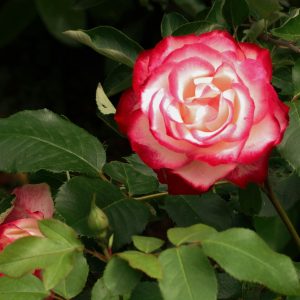 Petal Bloom Masterclass: Growing Roses from Seed to Stem