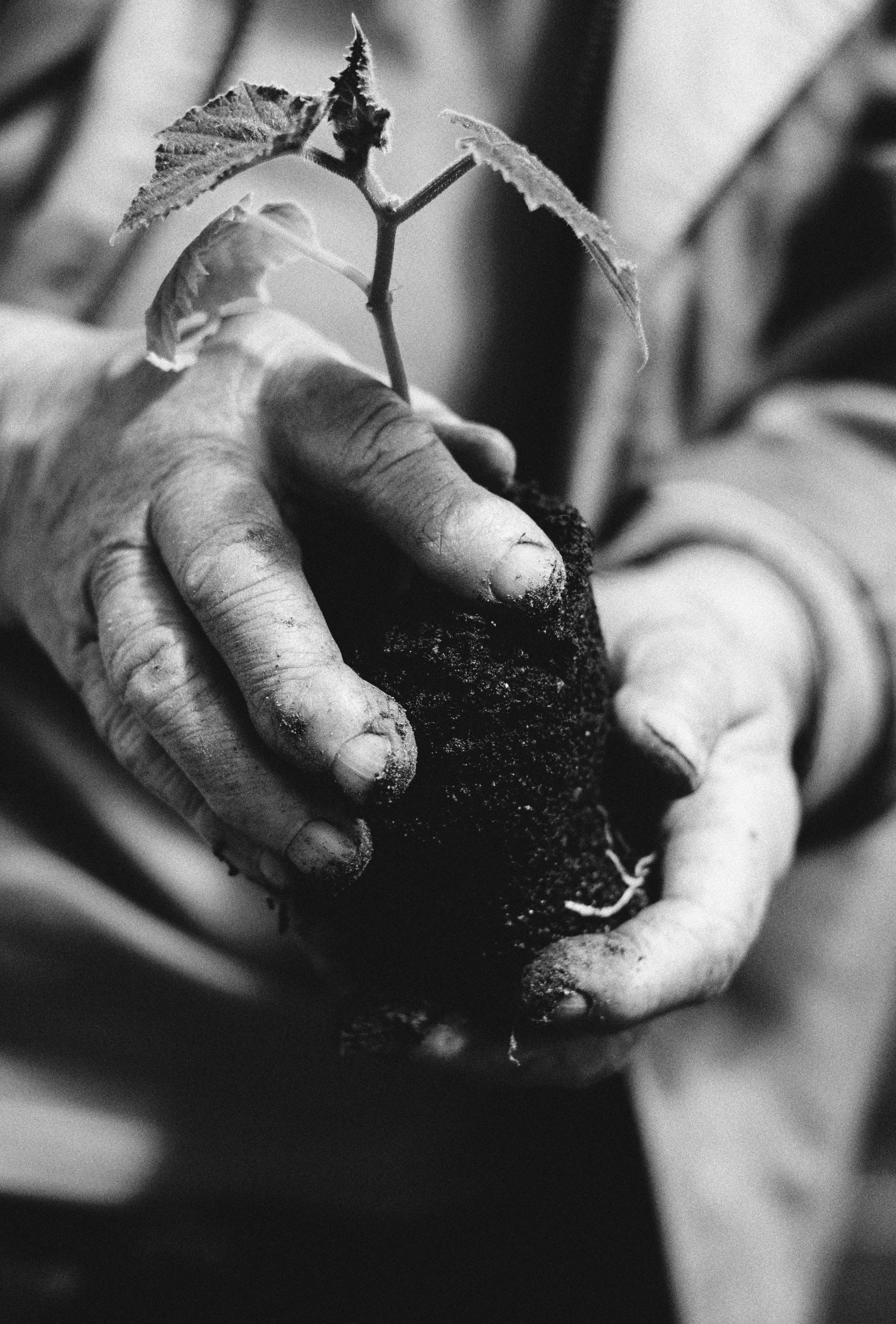 Soil Science for Flower Farmers: A Self-Paced Learning Module
