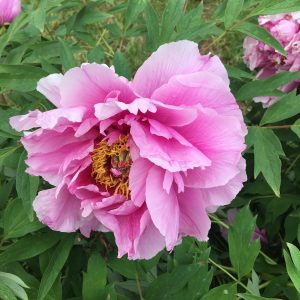 Ranunculus Intensive: A Digital Workshop for Serious Flower Growers